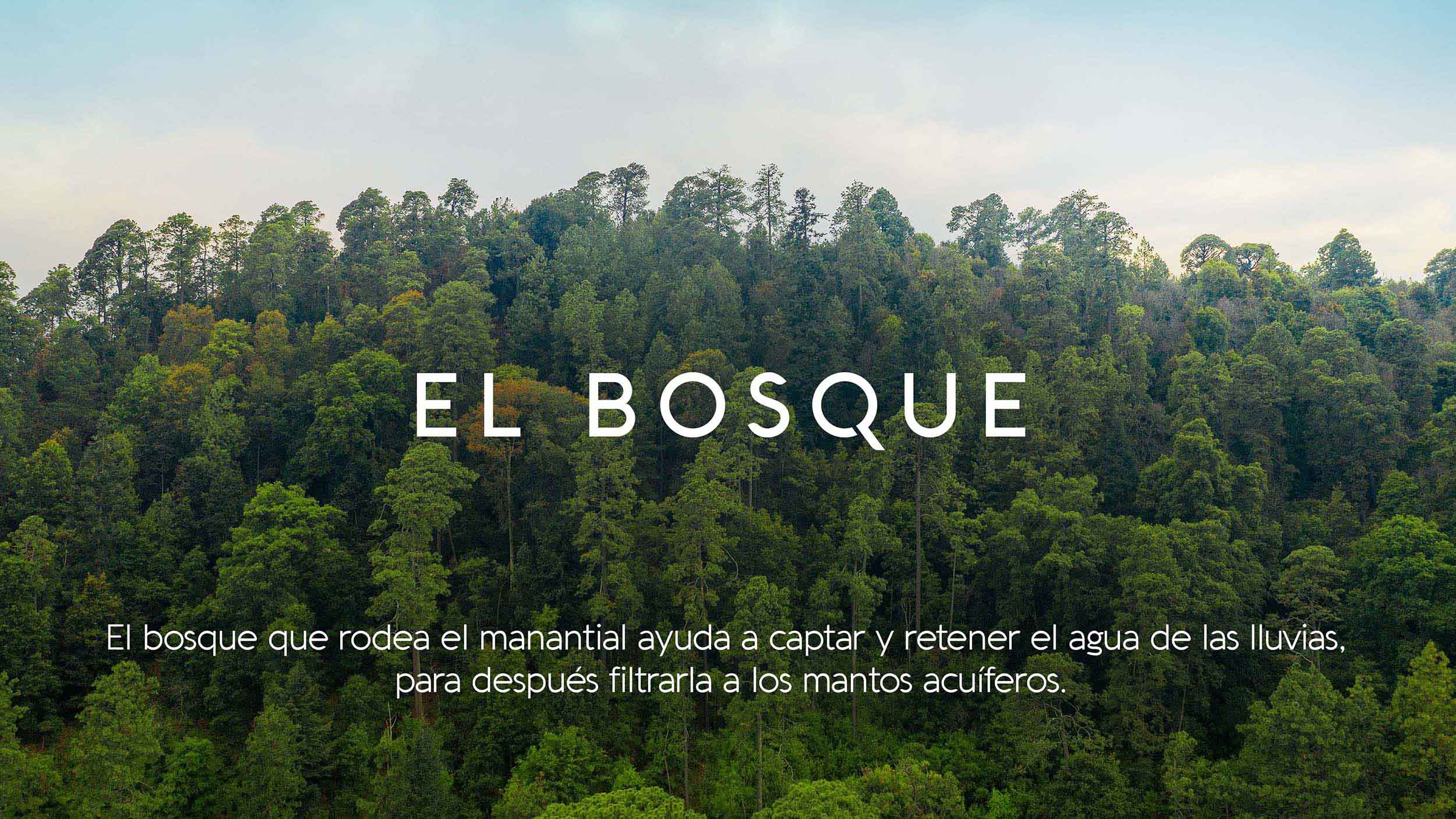 BOSQUE