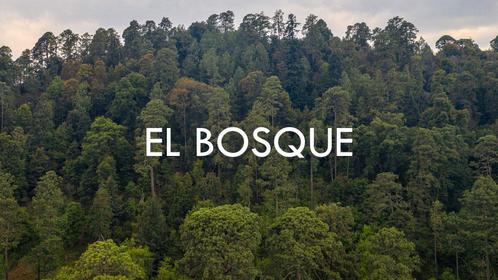 EL BOSQUE