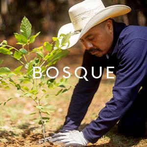 Bosque